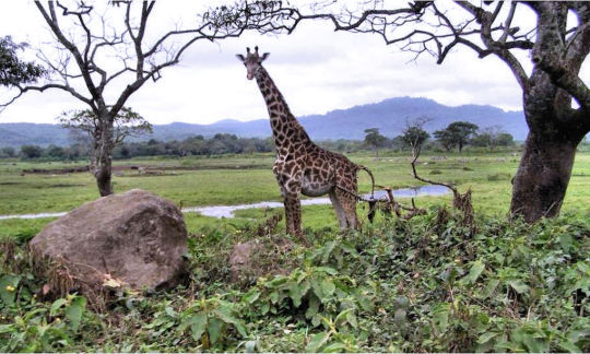 Girafe contemplative